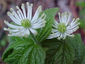 Hydrastis canadensis 