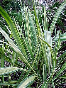 Yucca filamentosa 'Golden Sword'