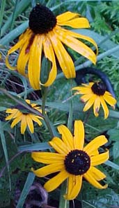 Rudbeckia goldsturm Unknown