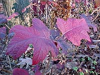 Hydrangea quercifolia 'Snow Queen'