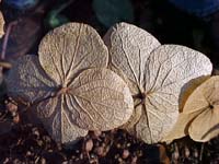 Hydrangea quercifolia 'Snow Queen'