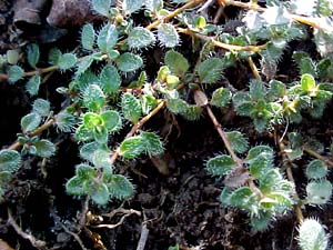 Thymus praecox 'Hall's Woolly'