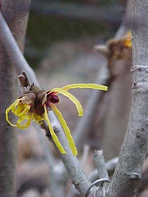 Hamamelis mollis 'Goldcrest'