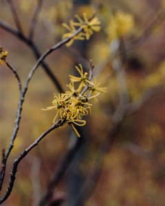 Hamamelis virginiana 