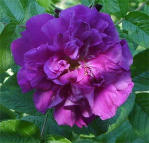 Rosa rugosa 'Hansa'