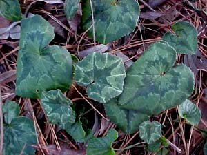 Cyclamen hederifolium (species)