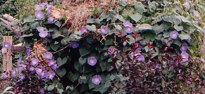 Ipomea tricolor 'Heavenly Blue'