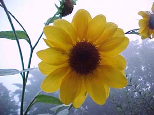 Helianthus annus Unknown