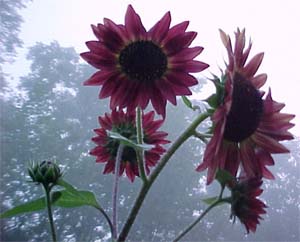 Helianthus annus 