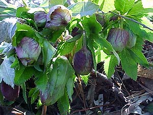 Helleborus hybridus syn. Orientalis (species)