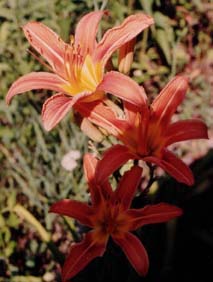 Hemerocallis fulva (species)