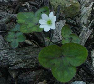 Hepatica triloba (species)