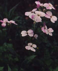 Hesperis matronalis 