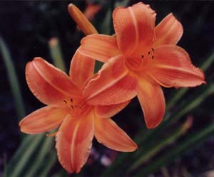 Hemerocallis 'Hot Embers'