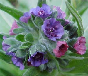 Cynoglossum officinale (species)