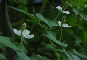 Houttuynia cordata 'Chameleon'