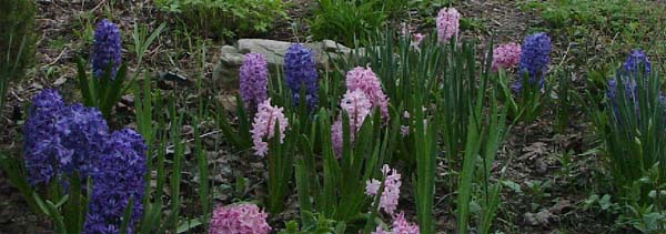 Hyacintha 