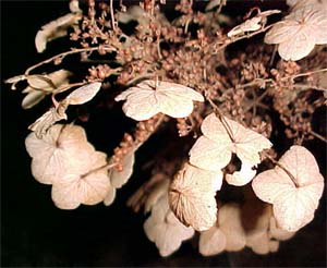 Hydrangea arborescens 'Annabelle'