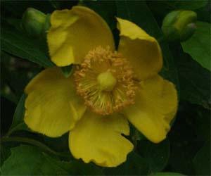 Hypericum calycinum 