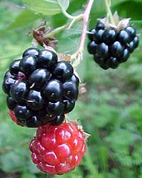 Rubus ideaus 'Illini'