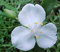 Tradescantia 'Innocence'