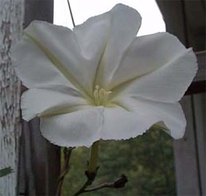 Ipomea alba (species)