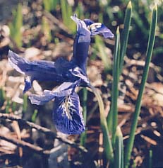 Iris tectorum 