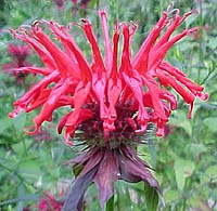 Monarda didyma 'Jacob Kline'