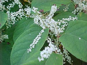 Polygonum cuspidatum (species)