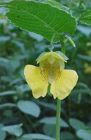 Impatiens pallida 