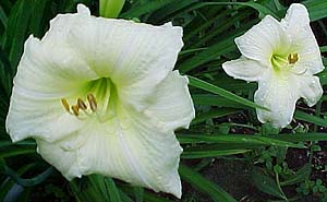 Hemerocallis 'Joan Senior'