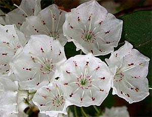 Kalmia latifolia (species)