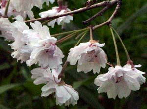 Prunus pendula 'Kwansan'