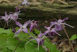 Epimedium grandiflorum ssp. koreanum 'La Rocaille'