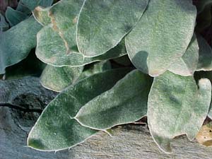 Lychnis coronaria 'Peggy'