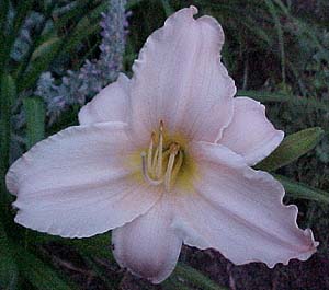 Hemerocallis 'Last Accomplishment'