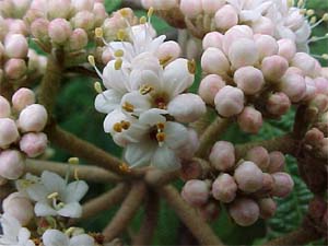 Viburnum rhytidophyllum 