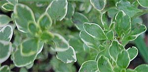 Thymus praecox 