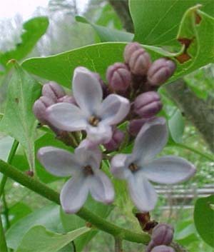 Syringia vulgaris 'Leon Bambetta'