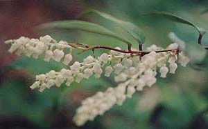 Leucothoe fontanesiana (species)