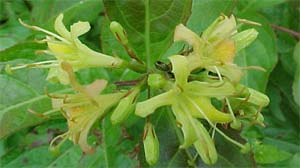 Leucothoe 'Green Sprite'