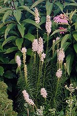 Liaitris spicata 