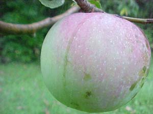 Malus domestica 'Liberty'