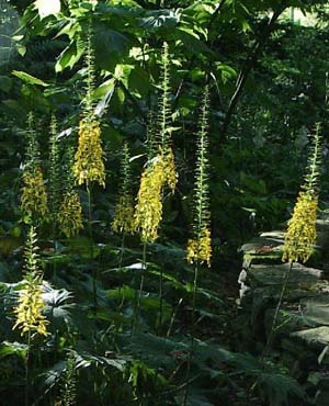 Ligularia stenocephala 'The Rocket'