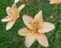 Lilium asiaticum Unknown