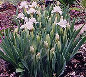 Iris pumila 'Little Dream'