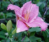 Hemerocallis 'Little Grapette'