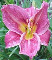 Hemerocallis 'Little Mitzie'