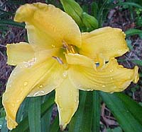 Hemerocallis 'Lola Belle'