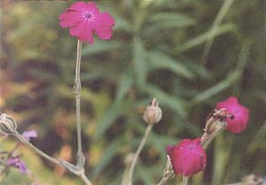 Lychnis coronaria 'Peggy'